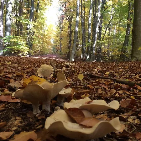 陶纳斯泰冈斯酒店 酒店