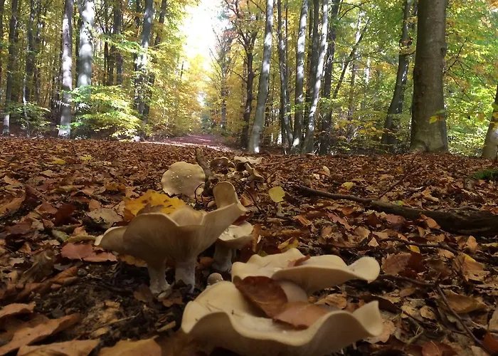 Taunustagungshotel Szálloda